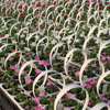 306 Pack with Handle - 18 plants